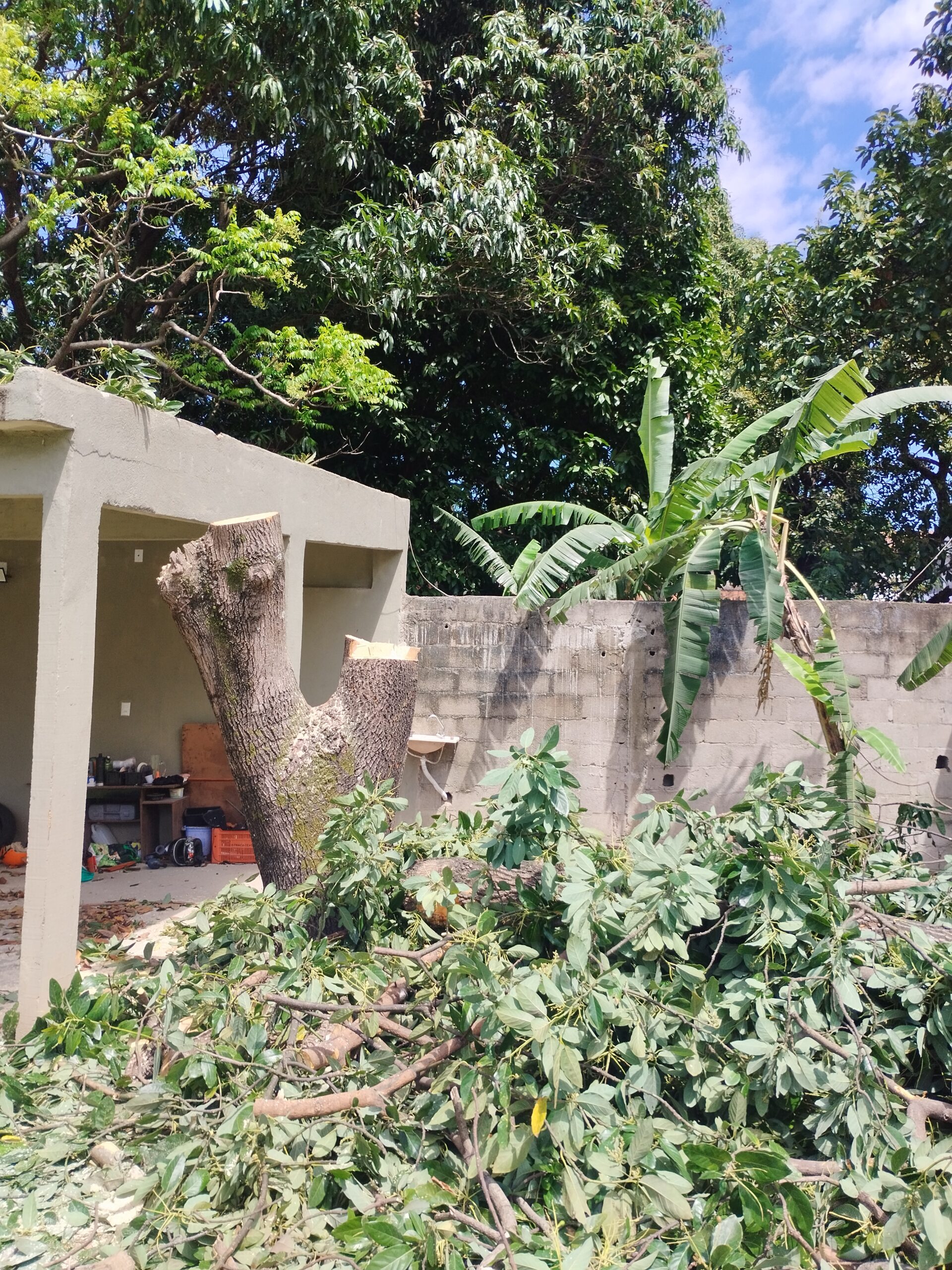 Remoção de árvore